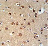 PDE6C Antibody IHC of formalin-fixed and paraffin-embedded brain tissue followed by peroxidase-conjugated secondary antibody and DAB staining.