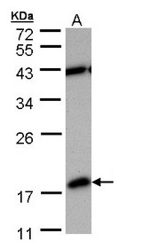 Sample (30 ug of whole cell lysate). A: MOLT4 . 12% SDS PAGE. PDE6D antibody diluted at 1:1000