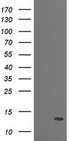 HEK293T cells were transfected with the pCMV6-ENTRY control (Left lane) or pCMV6-ENTRY PDE6G (Right lane) cDNA for 48 hrs and lysed. Equivalent amounts of cell lysates (5 ug per lane) were separated by SDS-PAGE and immunoblotted with anti-PDE6G.