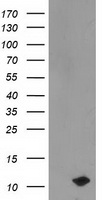 HEK293T cells were transfected with the pCMV6-ENTRY control (Left lane) or pCMV6-ENTRY PDE6G (Right lane) cDNA for 48 hrs and lysed. Equivalent amounts of cell lysates (5 ug per lane) were separated by SDS-PAGE and immunoblotted with anti-PDE6G.