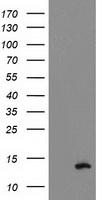 HEK293T cells were transfected with the pCMV6-ENTRY control (Left lane) or pCMV6-ENTRY PDE6G (Right lane) cDNA for 48 hrs and lysed. Equivalent amounts of cell lysates (5 ug per lane) were separated by SDS-PAGE and immunoblotted with anti-PDE6G.