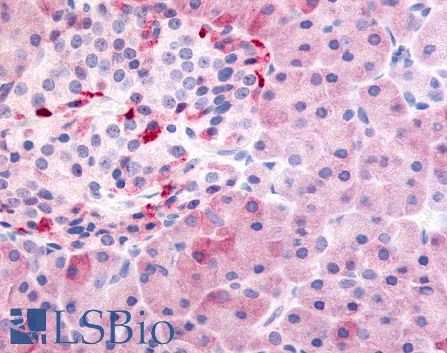 Anti-PDE7B antibody LS-A704 IHC of human pancreas. Immunohistochemistry of formalin-fixed, paraffin-embedded tissue after heat-induced antigen retrieval.