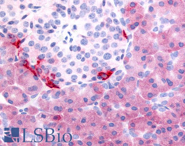 Anti-PDE7B antibody LS-A706 IHC of human pancreas. Immunohistochemistry of formalin-fixed, paraffin-embedded tissue after heat-induced antigen retrieval.