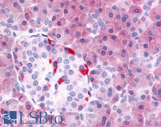 Anti-PDE7B antibody LS-A705 IHC of human pancreas. Immunohistochemistry of formalin-fixed, paraffin-embedded tissue after heat-induced antigen retrieval.
