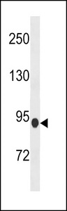 PDE8B Antibody western blot of mouse heart tissue lysates (35 ug/lane). The PDE8B antibody detected the PDE8B protein (arrow).
