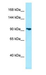 PDE8B antibody Western Blot of HepG2.