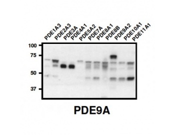 Western blot of PDE9A antibody (1:2,000) against lysate from Insect cells transfected with the indicated human PDE isoform.