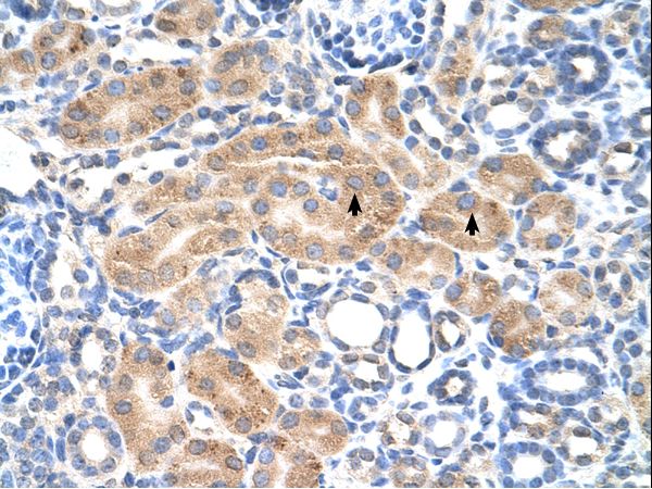 PDE9A antibody LS-C80768 was used in IHC to stain formalin-fixed, paraffin-embedded human kidney.