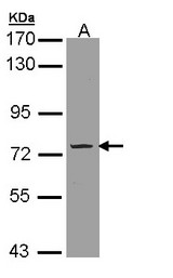 Sample (30 ug of whole cell lysate). A:293T. 7.5% SDS PAGE. Phosphodiesterase 9a / PDE9A antibody diluted at 1:3000