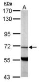 Sample (50 ug of whole cell lysate). A: Mouse brain. 7.5% SDS PAGE. Phosphodiesterase 9a / PDE9A antibody diluted at 1:1000.