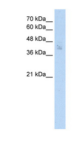 SPDEF antibody LS-C40289 Western blot of MCF7 cell lysate.