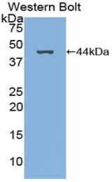 Western blot of recombinant PDGFC.