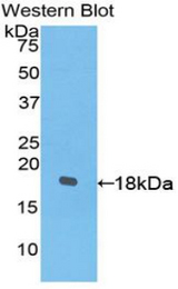 Western blot of recombinant PDGFC.