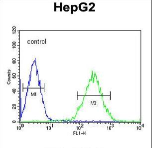BDHA1 Antibody flow cytometry of HepG2 cells (right histogram) compared to a negative control cell (left histogram). FITC-conjugated goat-anti-rabbit secondary antibodies were used for the analysis.