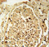 PDHA2 antibody immunohistochemistry of formalin-fixed and paraffin-embedded human testis tissue followed by peroxidase-conjugated secondary antibody and DAB staining.