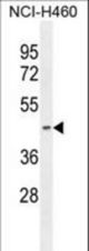 PDHA2 Antibody western blot of NCI-H460 cell line lysates (35 ug/lane). The PDHA2 antibody detected the PDHA2 protein (arrow).