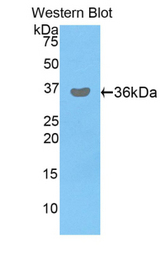 Western blot of recombinant PDHB.