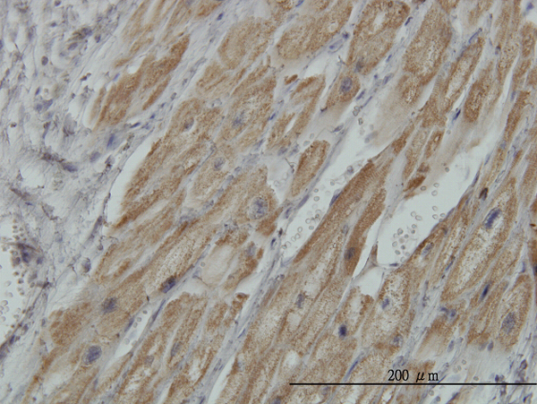 Immunoperoxidase of monoclonal antibody to PDHB on formalin-fixed paraffin-embedded human heart. [antibody concentration 3 ug/ml]