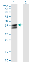 Western blot of PDHB expression in transfected 293T cell line by PDHB monoclonal antibody (M03), clone 2B2.