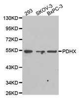 Western blot analysis of extracts of various cell lines, using PDHX antibody.