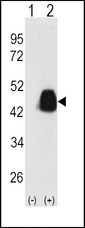 Western blot of PDX1 (arrow) using PDX1 Antibody (T11). 293 cell lysates (2 ug/lane) either nontransfected (Lane 1) or transiently transfected with the PDX1 gene (Lane 2) (Origene Technologies).