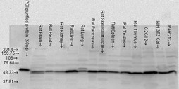 PDI, Rat tissue.