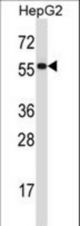 PDIA2 Antibody western blot of HepG2 cell line lysates (35 ug/lane). The PDIA2 antibody detected the PDIA2 protein (arrow).