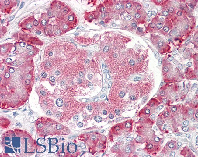 Anti-PDIA2 antibody IHC of human pancreas. Immunohistochemistry of formalin-fixed, paraffin-embedded tissue after heat-induced antigen retrieval. Antibody LS-B8357 dilution 3.75 ug/ml.