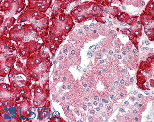 Anti-PDIA2 antibody IHC of human pancreas. Immunohistochemistry of formalin-fixed, paraffin-embedded tissue after heat-induced antigen retrieval. Antibody LS-B8358 dilution 3.75 ug/ml.