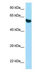 PDIA3 / ERp57 antibody Western Blot of Mouse Pancreas.