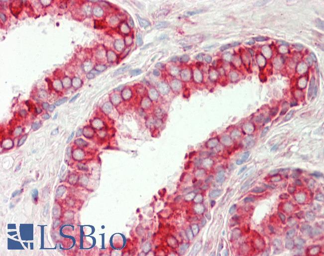 Anti-PDIA4 / ERP72 antibody IHC staining of human prostate. Immunohistochemistry of formalin-fixed, paraffin-embedded tissue after heat-induced antigen retrieval.