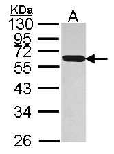 Sample (30 ug of whole cell lysate). A: Hep G2 . 12% SDS PAGE. PDIA5 / PDIR antibody diluted at 1:1000.