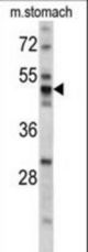Western blot of PDIA6 antibody (Center K159) in mouse stomach tissue lysates (35 ug/lane). PDIA6 (arrow) was detected using the purified antibody.