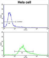Flow cytometric of HeLa cells using PDIA6 Antibody (Center K159)(bottom histogram) compared to a negative control cell (top histogram)FITC-conjugated goat-anti-rabbit secondary antibodies were used for the analysis.
