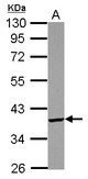 Sample (30 ug of whole cell lysate) A: U87-MG 10% SDS PAGE PDIK1L antibody diluted at 1:1000