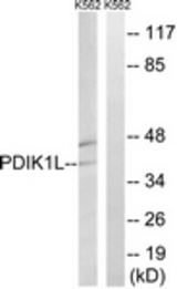 Western blot of extracts from K562 cells, using PDIK1L Antibody. The lane on the right was incubated with synthetic peptide.