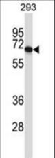 PDILT Antibody western blot of 293 cell line lysates (35 ug/lane). The PDILT antibody detected the PDILT protein (arrow).