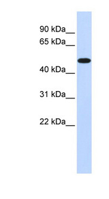 PDK2 antibody LS-B5583 Western blot of 293T cell lysate.