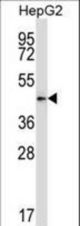 Mouse Pdk2 Antibody western blot of HepG2 cell line lysates (35 ug/lane). The Pdk2 antibody detected the Pdk2 protein (arrow).