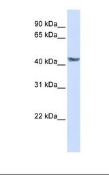 Transfected 293T cell lysate. Antibody concentration: 1.0 ug/ml. Gel concentration: 12%.