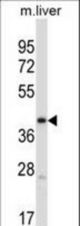 Mouse Pdk3 Antibody western blot of mouse liver tissue lysates (35 ug/lane). The Pdk3 antibody detected the Pdk3 protein (arrow).