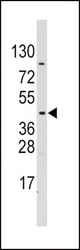 Western blot of PDK4 Antibody (E265) in CEM cell line lysates (35 ug/lane). PDK4 (arrow) was detected using the purified antibody.