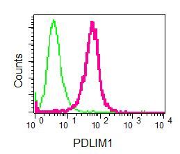 Flow cytometry of permeabilized Saos-2 cells using anti-PDLIM1 antibody (red)or a rabbit IgG (negative) (green).