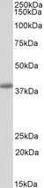 PDLIM2 antibody (0.3 ug/ml) staining of Mouse Lung lysate (35 ug protein in RIPA buffer). Primary incubation was 1 hour. Detected by chemiluminescence.