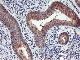 IHC of paraffin-embedded Human endometrium tissue using anti-PDLIM2 mouse monoclonal antibody. (Heat-induced epitope retrieval by 10mM citric buffer, pH6.0, 100C for 10min).