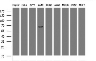 Western blot of extracts (35 ug) from 9 different cell lines by using anti-${SYMBOL} monoclonal antibody (HepG2: human; HeLa: human; SVT2: mouse; A549: human; COS7: monkey; Jurkat: human; MDCK: canine; PC12: rat; MCF7: human).