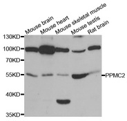 Western blot analysis of extracts of various cell lines, using PDP1 antibody.