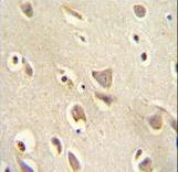 MCHR1 antibody immunohistochemistry of formalin-fixed and paraffin-embedded human brain tissue followed by peroxidase-conjugated secondary antibody and DAB staining.