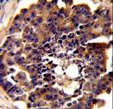 Formalin-fixed and paraffin-embedded mouse testis tissue reacted with PDRG Antibody , which was peroxidase-conjugated to the secondary antibody, followed by DAB staining. This data demonstrates the use of this antibody for immunohistochemistry; clinical relevance has not been evaluated.