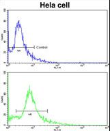 Flow cytometric of HeLa cells using PDRG Antibody (bottom histogram) compared to a negative control cell (top histogram). FITC-conjugated goat-anti-rabbit secondary antibodies were used for the analysis.